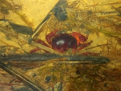 Trichodactylus crassus