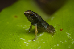 Physalaemus atlanticus