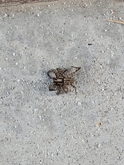 Schizocosa mccooki