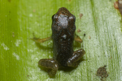 Physalaemus atlanticus