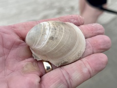 Laevicardium serratum