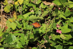 Danaus eresimus