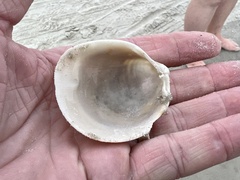 Laevicardium serratum