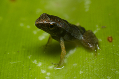 Physalaemus atlanticus