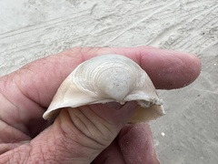 Laevicardium serratum