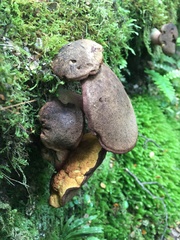 Boletus leptospermi