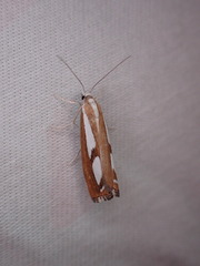 Catoptria latiradiellus