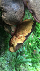 Boletus leptospermi