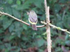 Ramphocelus flammigerus icteronotus