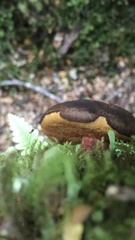 Boletus leptospermi