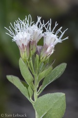 Ageratina wrightii