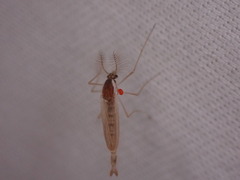 Hydrachnidia