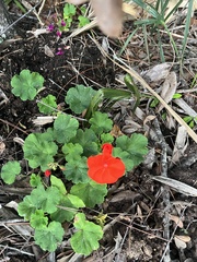Pelargonium × hybridum