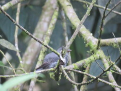 Contopus fumigatus
