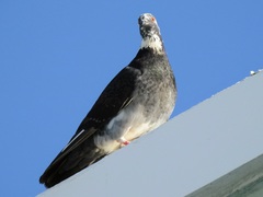 Columba livia domestica