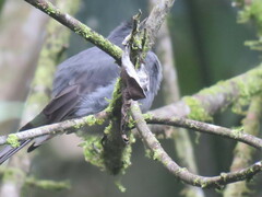 Contopus fumigatus