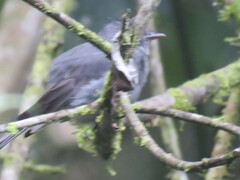 Contopus fumigatus