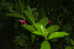 Centropogon cornutus