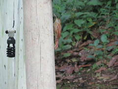 Lepidocolaptes lacrymiger