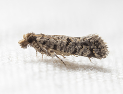 Amydria margoriella