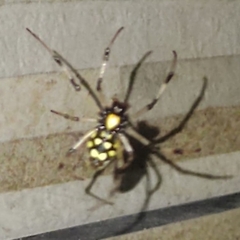 Nephilingis cruentata