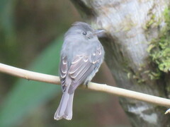 Contopus fumigatus