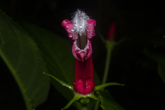 Centropogon cornutus