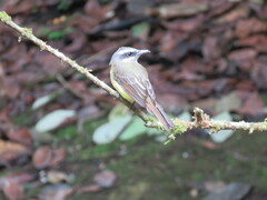 Myiodynastes hemichrysus