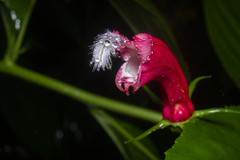 Centropogon cornutus