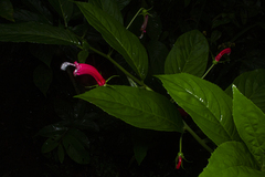 Centropogon cornutus