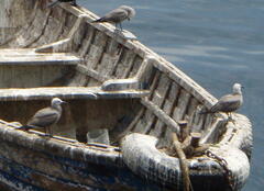 Leucophaeus modestus