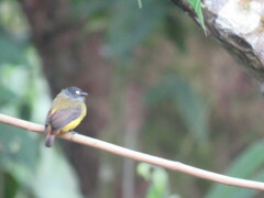 Myiotriccus ornatus