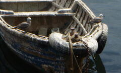 Leucophaeus modestus