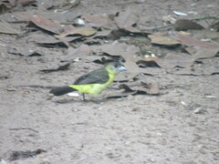 Ramphocelus flammigerus icteronotus