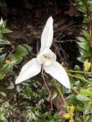 Codonorchis lessonii