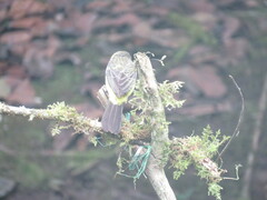 Ramphocelus flammigerus icteronotus