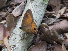 Hypocysta irius