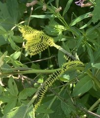 Leucanella viridescens