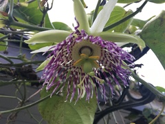 Passiflora ligularis