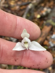 Codonorchis lessonii