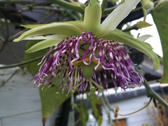 Passiflora ligularis