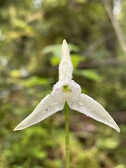 Codonorchis lessonii