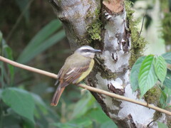 Myiodynastes hemichrysus