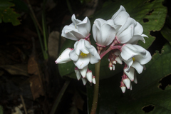 Bertolonia nymphaeifolia