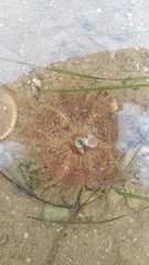 Aulactinia verrucosa