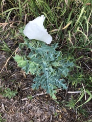 Argemone polyanthemos