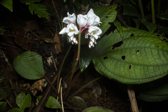 Bertolonia nymphaeifolia