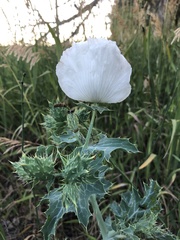 Argemone polyanthemos