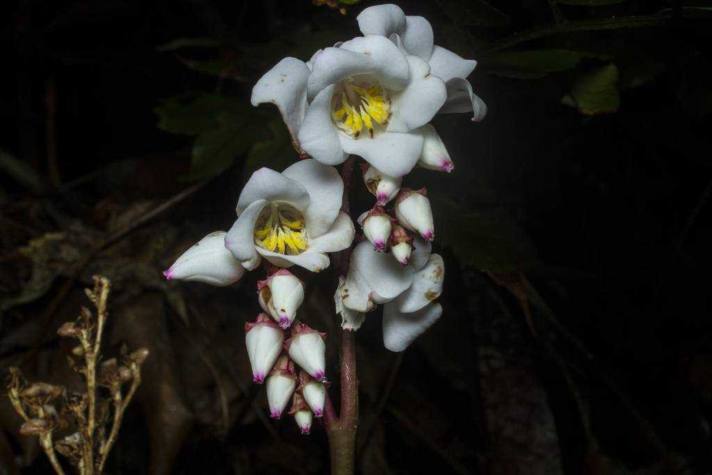 Bertolonia nymphaeifolia