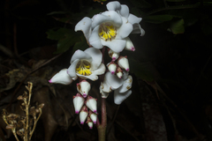 Bertolonia nymphaeifolia